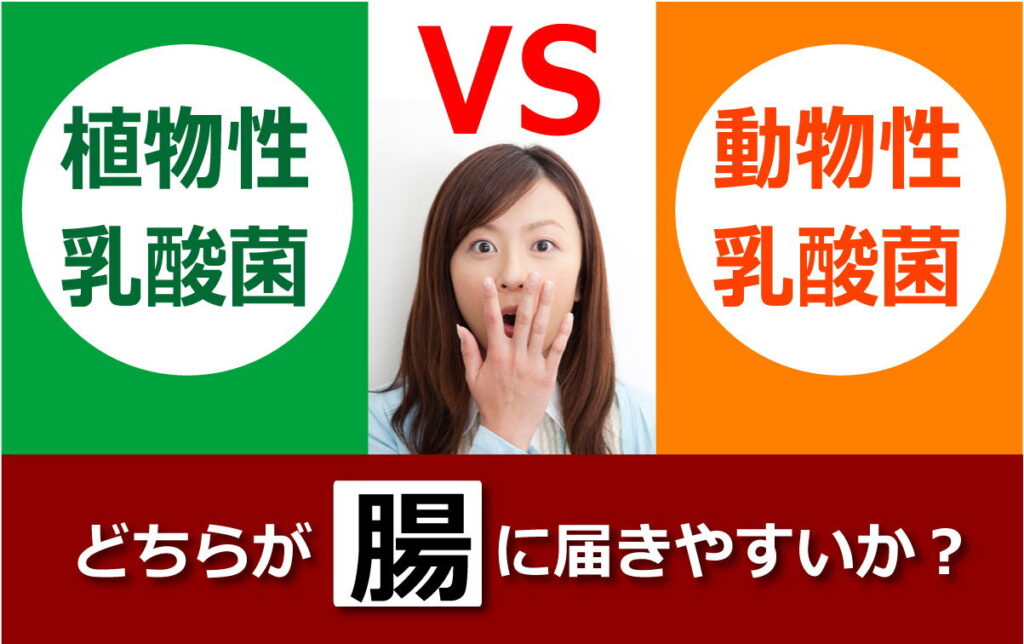 植物性乳酸菌　動物性乳酸菌